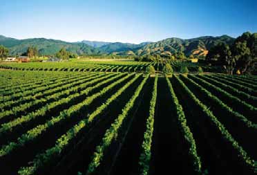Nova Zelândia A Nova Zelândia produz diferentes estilos de vinhos de alta qualidade.