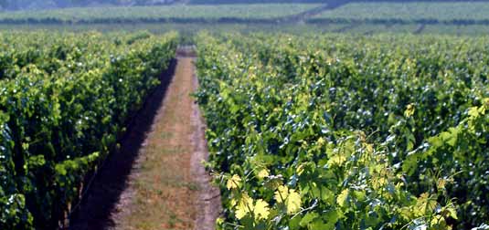 ESTADOS UNIDOS Grand Cru 2013 Califórnia California é o maior produtor de vinhos dos Estados Unidos, tendo como regiões mais importantes, Napa Valley e Sonomma Valley.