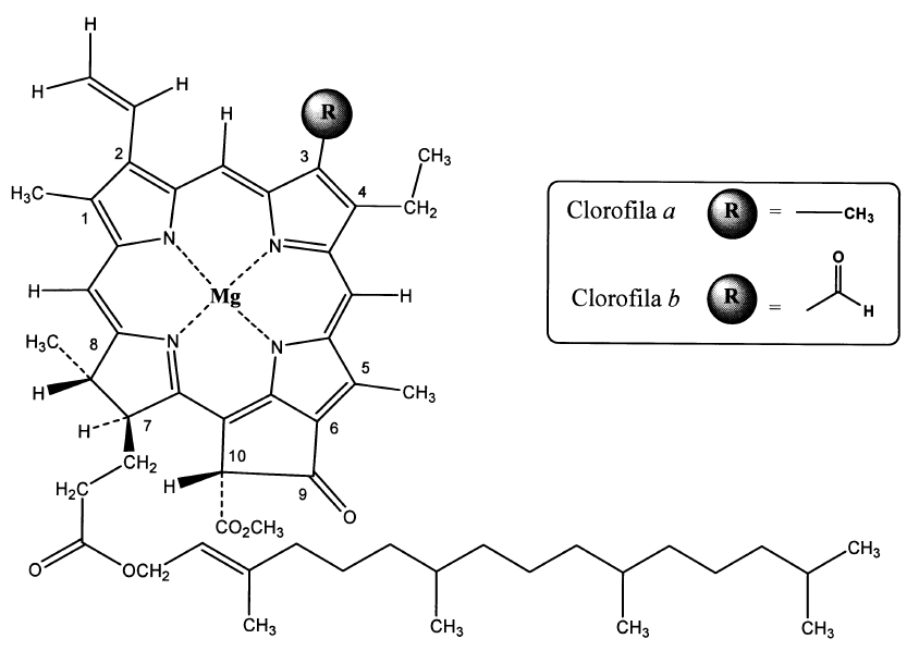 28 Quimicamente, a clorofila não é uma molécula isolada, mas compreende uma família de substâncias semelhantes entre si, designadas de clorofila a, b, c e d (Figura 5) (VOLP, RENHE, STRINGUETA, 2009).