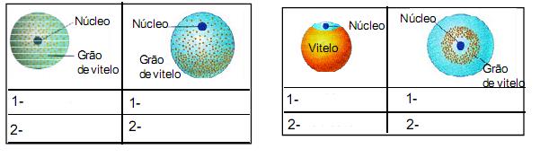 24- (UFF-RJ) a) Os seres vivos apresentam diferenças importantes no desenvolvimento embrionário.