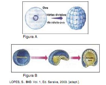 27- (UFPEL-RS) O desenvolvimento embrionário dos vertebrados é