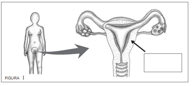 45- (UFMG) Observe estas figuras, em que estão representados os aparelhos reprodutores feminino e masculino: Considerando as