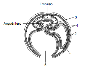 6- (UFPE) Tomando como referência o embrião de um determinado vertebrado, ilustrado na figura abaixo com seus respectivos anexos embrionários, analise as proposições seguintes.