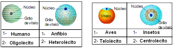 Gabarito 24-a) b) Humanos apresentam segmentação holoblástica igual; anfíbios possuem segmentação holoblástica