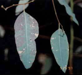 (C) rotação de Eucalyptus spp.