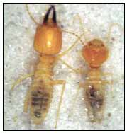 (Diptera, Tachinidae): parasita lagartas e emerge das pupas. Tetrastichus sp. (Hymenoptera, Eulophidae): parasita as pupas. Apateticus sp.