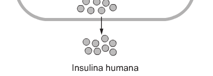 41. O diabetes tipo I era letal até 1621, quando se descobriu o papel da proteína insulina na regulagem do nível de açúcar no sangue.