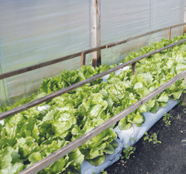 Um destaque foi a participação do grupo Hasegawa Verduras, que promoveu a alface crespa crocante SVR 2005, expondo os produtos e incluindo nas saladas que estavam sendo servidas no seu stand, além de