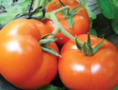 Produtores conhecem qualidade do Compack Indicado para semeios em todo o ano, o tomate Compack é reconhecido por sua alta adaptabilidade, de acordo com as condições de cada região e pelo bom peso e