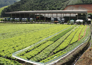 Com produção durante todo o ano, Teresópolis é considerada o cinturão verde do Rio de Janeiro, abastecendo 90% do mercado total em folhas, com produção em uma área de cerca de 2.500 ha.