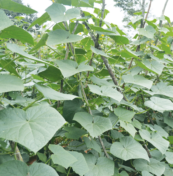 Resistência a doenças aumenta produtividade do pepino salada Iramar Benigno Albert Júnior, Eng Agrônomo - Proplanta O sucesso no plantio de pepino salada no Brasil vem se restringindo cada vez mais