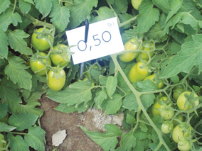 A escolha de híbridos adaptados ao clima e o solo, bem como tolerantes e resistentes a doenças, somados a ajustes no manejo da cultura, vem aumentando a produtividade do tomateiro.