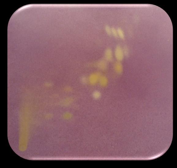 Este reagente quando reage com os compostos fenólicos na placa de TLC, forma manchas amarelas num fundo violeta.