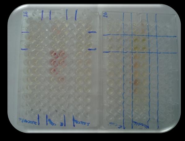 Um dos métodos usados para tentar identificar a composição de cada mancha obtida da análise por TLC foi o HPLC.