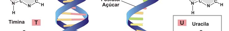 (lembre-se da letra D da abreviatura DNA), enquanto o RNA é