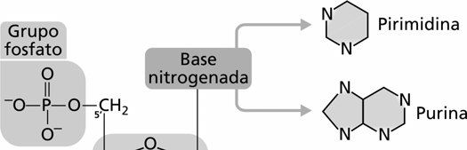 (C) ou guanina (G). Você percebeu a diferença? No RNA encontramos a base uracila (U) ao invés da base timina (T).