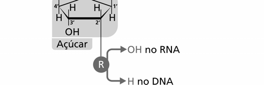 Os nucleotídeos podem ser de dois tipos: os ribonucleotídeos (que compõem o RNA) e os desoxirribonucleotídeos (que fazem parte do DNA). Veja, então, como é um nucleotídeo. 2.