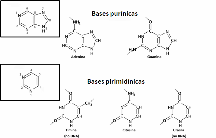 Desoxi O prefixo desoxi- significa sem oxigênio. A substituição da hidroxila (OH) por hidrogênio (H) é a única diferença entre ribose e desoxirribose. 2.