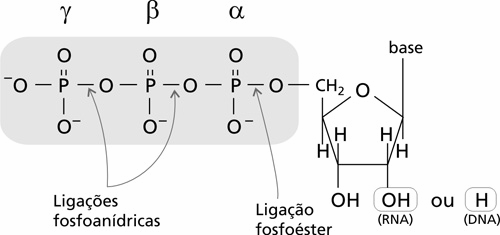 2.3. Grupamento Fosfato O caráter ácido dos nucleotídeos é devido à presença de resíduos de fosfato derivados do ácido fosfórico H 3 PO 4, que se dissociam em ph intracelular, liberando íons