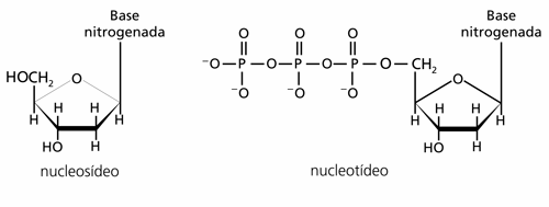 Grupamentos fosfatos ligados à pentose dos nucleotídeos Figura 4: O primeiro é chamado fosfato α, o segundo fosfato β e o terceiro fosfato γ.