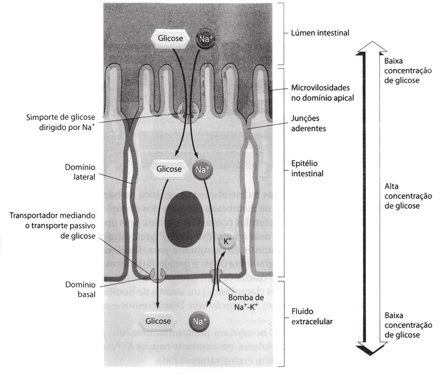 QUESTÃO 47 QUESTÃO 48 Proteínas presentes na superfície das células epiteliais que revestem o intestino utilizam um sistema eficiente de transporte para internalização dos açúcares da dieta, como