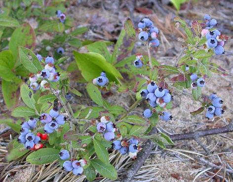 V. angustifolium Arbusto anão intricado, ramificado e deprimido com uma altura de 0,5-3,5 dm. A baga é azul, doce, com um diâmetro compreendido entre 5-8 mm e com floração abundante.