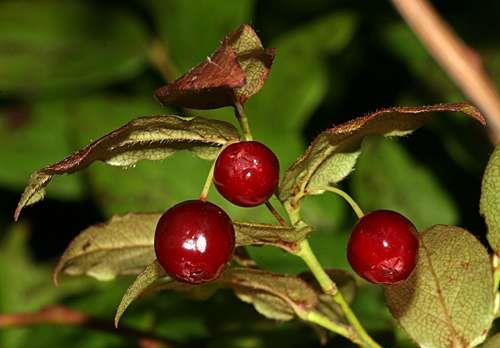 V. atrococcum (Black Highbush Blueberry) Este arbusto diferencia-se dos dois anteriores pelo facto de ter as folhas com muita penugem e também no tempo de florescimento.