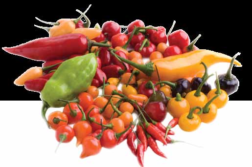 41 1 Pimenta ome popular Pimenta ome científico Capsicum frutescens L.; Capsicum baccatum L.; Capsicum chinense Jacq., Capsicum praetermissum L.; Capsicum. Annuum L.