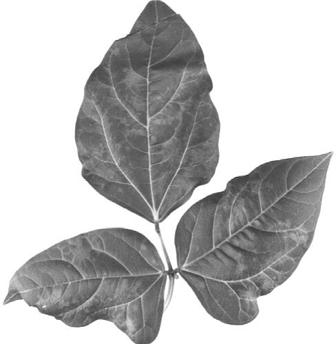 Clareamento de nervuras e encarquilhamento em folhas de Vigna