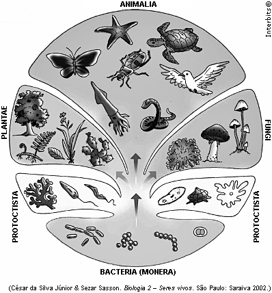 Biologia 25. A figura a seguir representa uma árvore filogenética, referente à classificação dos seres vivos em cinco reinos, bem como alguns seres vivos pertencentes a cada um desses reinos.
