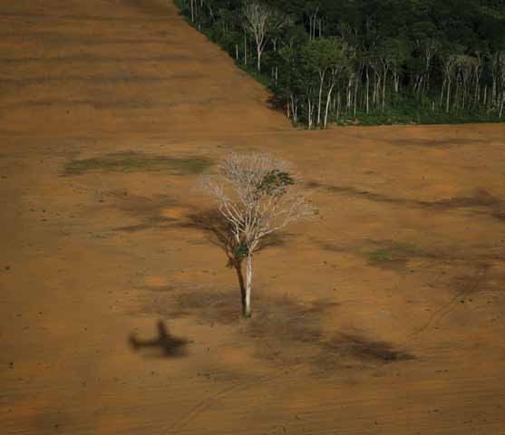 RAZÕES PARA REJEITAR O PL 1.876/99 Entenda os principais pontos da proposta de reforma do Código Florestal defendida pela bancada e lideranças ruralistas e aprovada na Comissão Especial do Congresso.