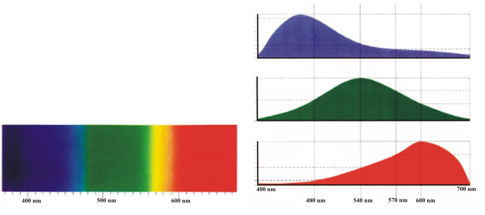 espectral da luz refletida por um objeto, que está representada a partir de um diagrama.