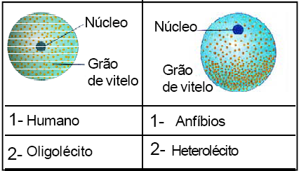 tecidos do corpo. Scientific American Brasil, julho de 2004.