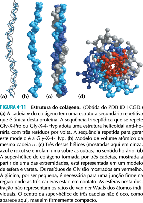 Tecidos conectivos: tendões, cartilagens Garante resistência Colágeno Hélice específica (phi