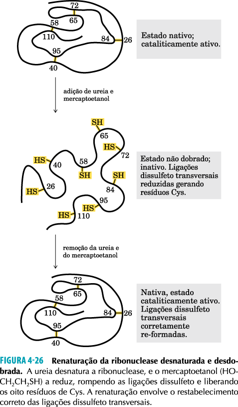 Renaturação de proteínas A sequência terciária é determinada pela sequência primária, certo?