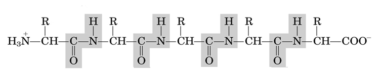 Aminoácidos ligam-se por ligações peptídicas = reação de condensação entre: OH do grupo carboxila de um aminoácido H do grupo amina do outro aminoácido ( liberação de uma molécula de água) Esqueleto