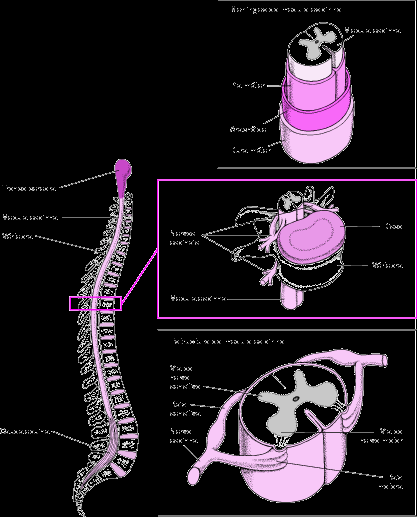 suficiente para suportar o peso do corpo e dar proteção segura à coluna espinhal.