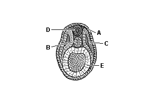 1) As mitoses nos blastômeros se sucedem com rapidez até que o embrião assuma a aparência de uma bola de células, a mórula.