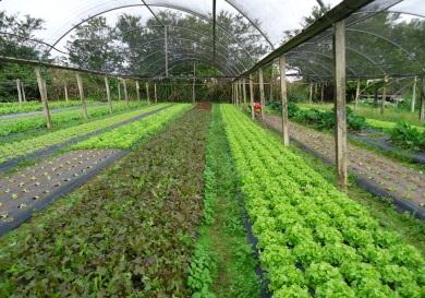 Percentual de perdas / há > 50 % Custo de produção com preparo do solo / ha = R$7.400,00 Com aplicação contínua do SISTEMA FMO DE MANEJO DE SOLO E PLANTA (SFMO-MSP) durante 32 meses. Redução para 1.