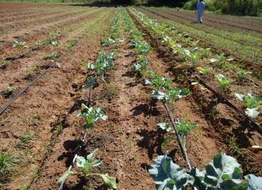 Cultivo comercial de flores de corte antes da aplicação do SISTEMA FMO DE MANEJO DE SOLO E PLANTA (SFMO-MSP) São José dos Campos / SP - 2009.