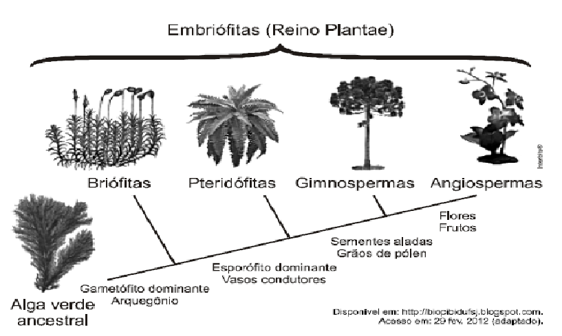 97 PINTOU NO ENEM 2) (ENEM 2012) A imagem representa o processo de evolução das plantas e algumas de suas estruturas.