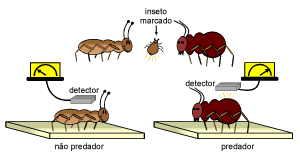 A marcação de insetos com radioisótopos também é muito útil para eliminação de pragas, identificando qual predador se alimenta de determinado inseto indesejável.