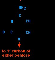 Bases nitrogenadas Purinas