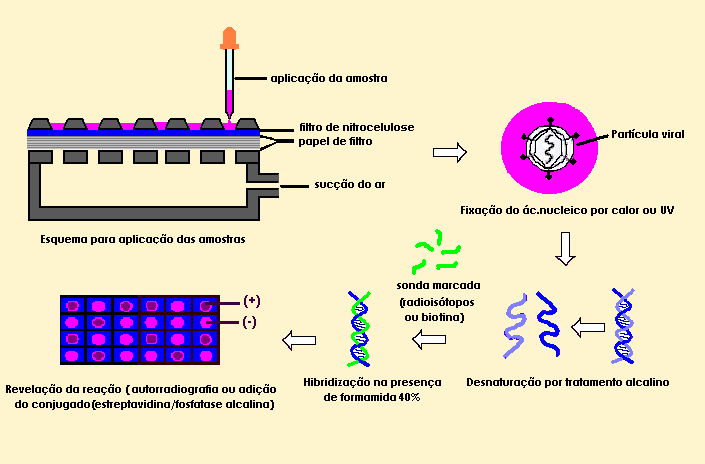 Dot blot Uso de sondas marcadas para detecção de genoma em membrana de nitrocelulose.
