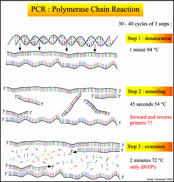 PCR