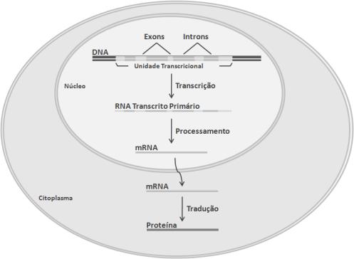 A. B. Figura 2. Dogma central da biologia molecular. (A) Procariotos A sequência do mrna é igual à sequência do DNA genômico.