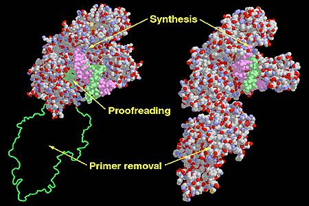 DNA-polimerases DNA-polimerase I: Liga-se a uma região fita simples curta, de uma molécula de DNA fita dupla, e sintetiza uma fita totalmente nova, degradando existente a medida que prossegue a