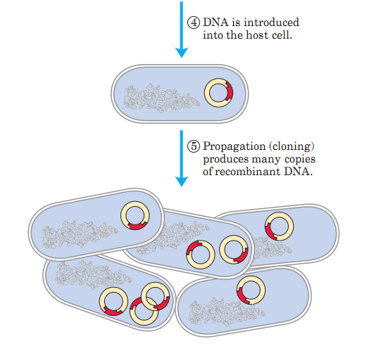 Clonagem Molecular Inserto; Vetor; DNA