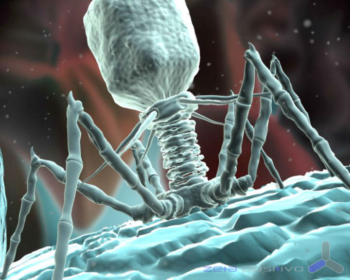 Clonagem Molecular: Bacteriófago λ Os fagos são considerados elementos genéticos móveis e são utilizados como vetores por possuírem replicação autônoma; Bacteriófago λ foi modificado por