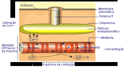 A concentração de íons cálcio no líquido extracelular é relativamente alta e, o potencial de ação do músculo liso é causado principalmente pelo fluxo de íons cálcio para a célula muscular.